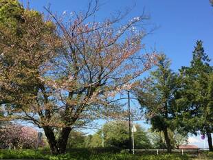 葉桜になりました