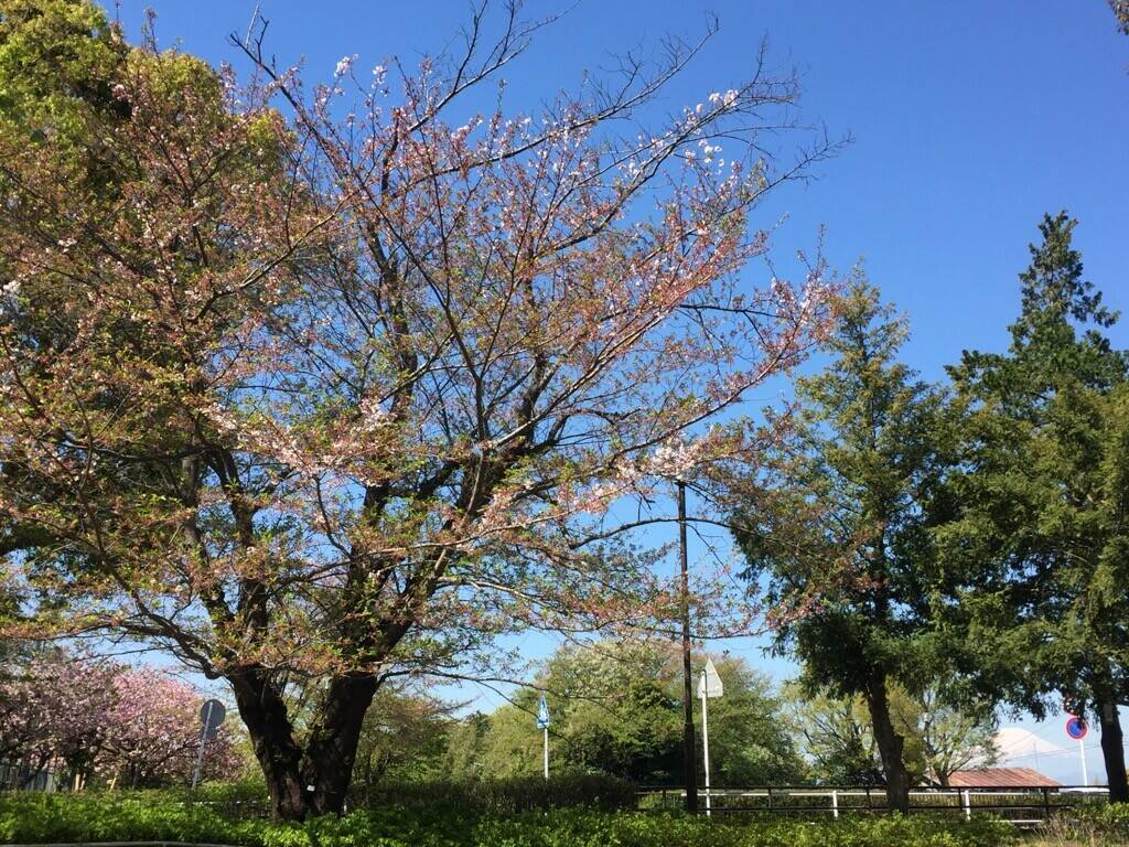 葉桜になりましたの写真