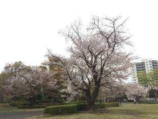 俣野公園桜開花情報【4月12日号】