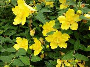 俣野公園だより　第1号