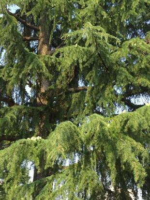 ヒマラヤスギの丸いのって・・・なに？！