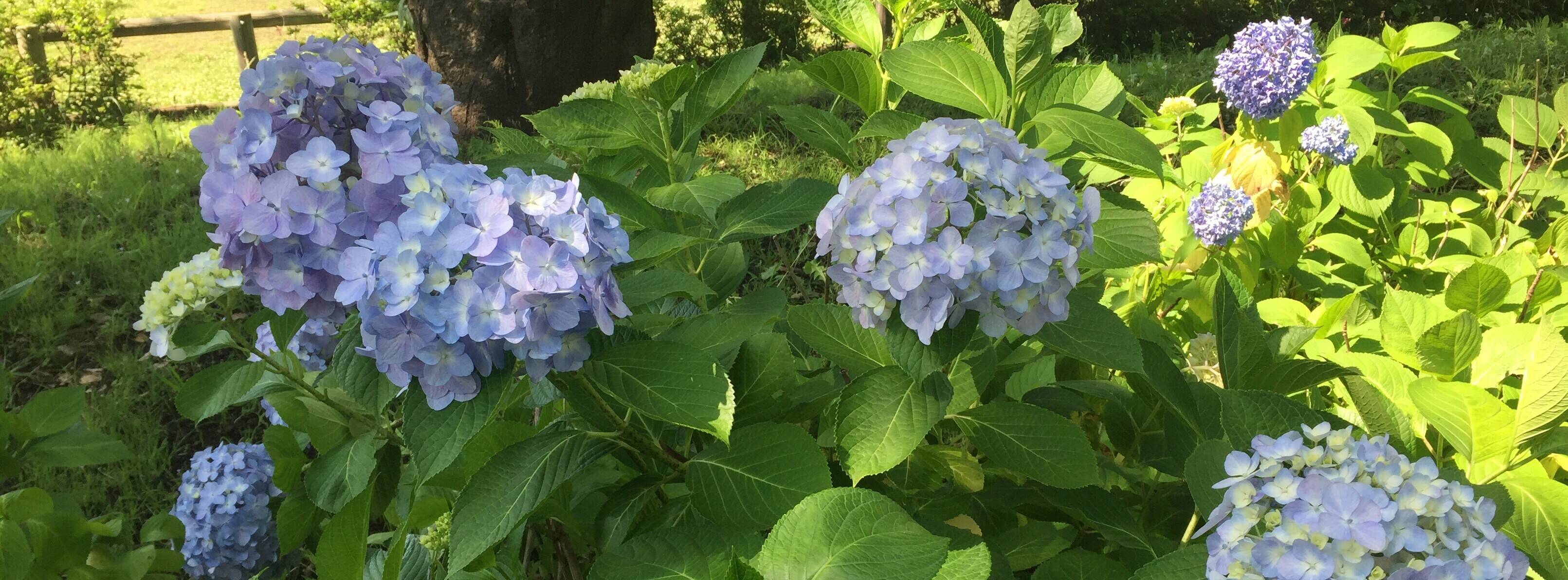俣野公園だより 第2号の写真