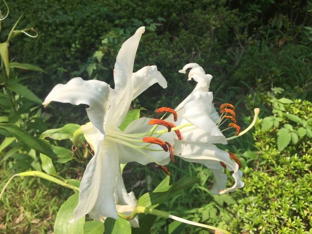 木陰でゆったり~の写真