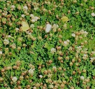 カラフル俣野公園