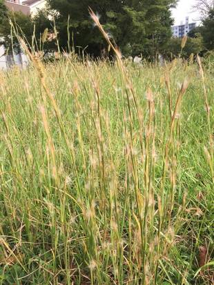 小さい秋みーつけたっ