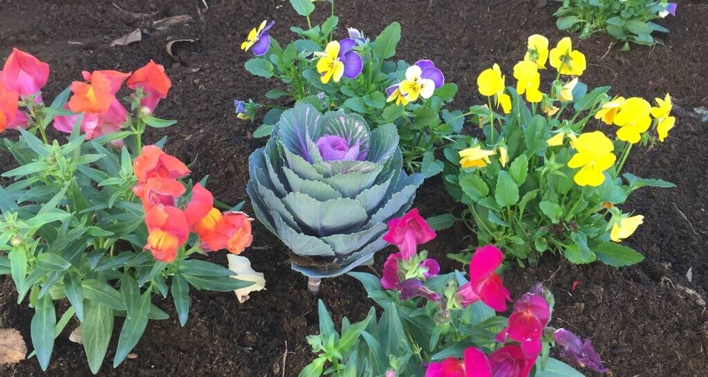 花壇づくりの写真
