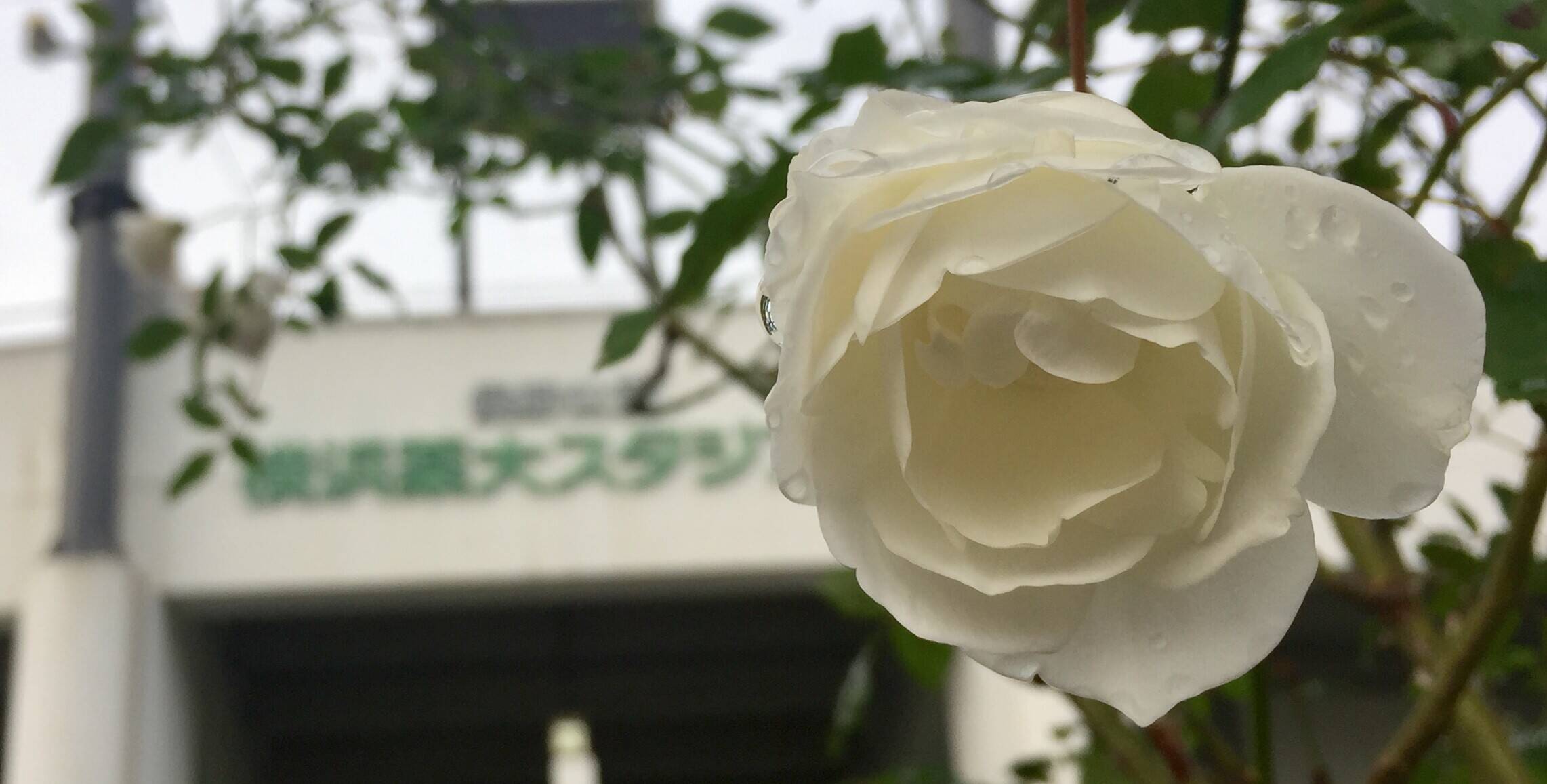 今年も残り1ヶ月・・・の写真