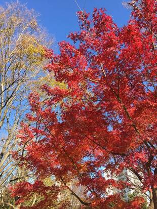 紅葉