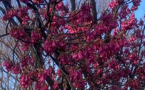 2月の花々の写真