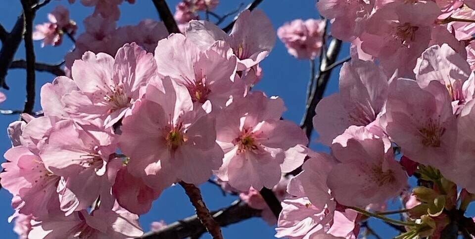 春はるハルの写真