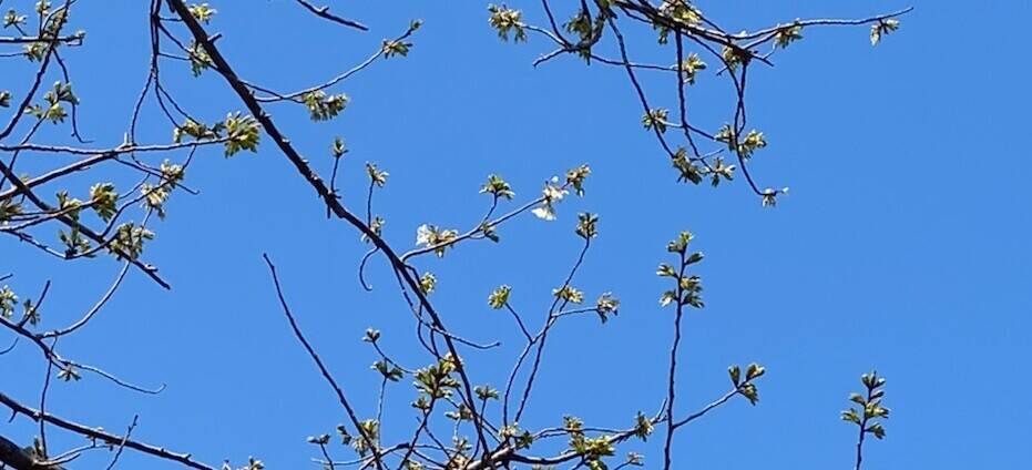 俣野公園開花宣言?!の写真