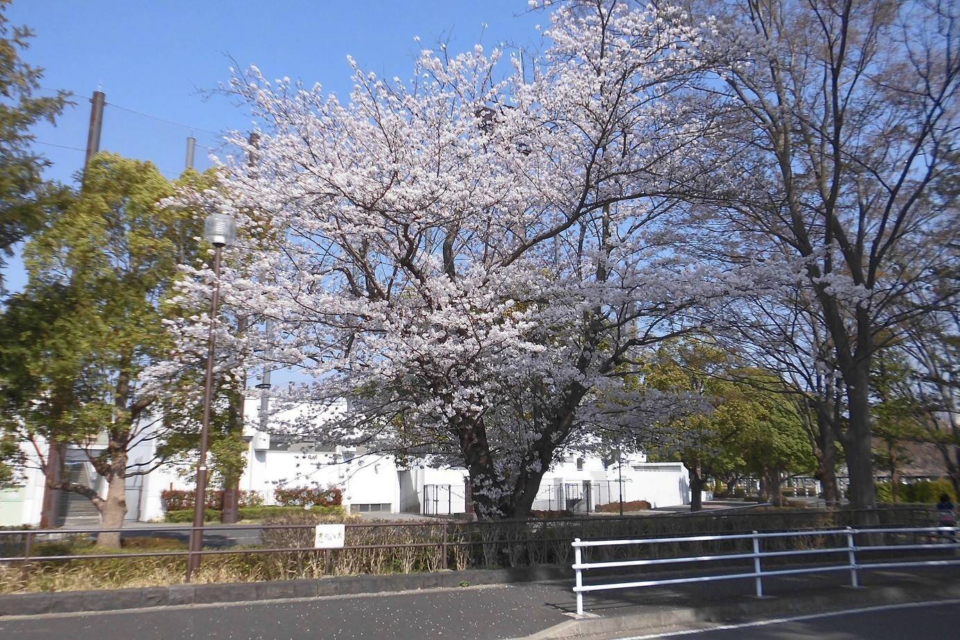 令和2年俣野公園桜開花情報【予告編】の写真