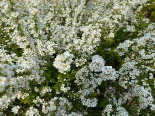 ユキヤナギ満開です