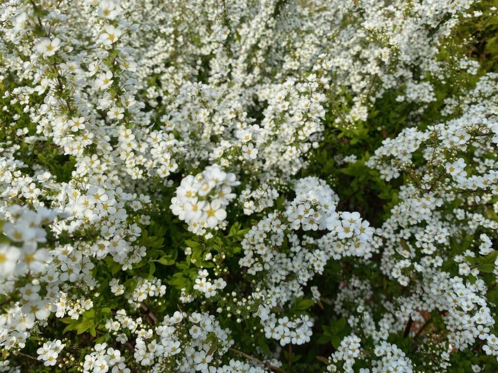 ユキヤナギ満開ですの写真