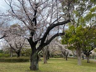 桜・・・静かに咲く