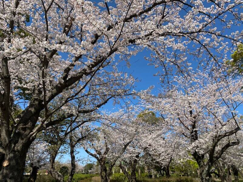 桜満開2の写真