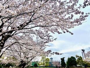 桜満開