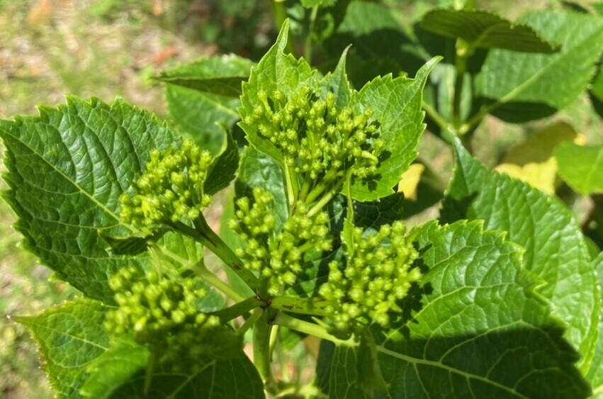 紫陽花の写真