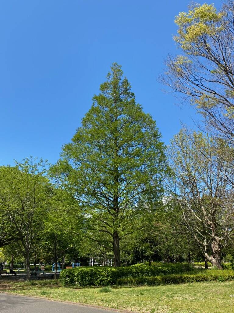 天高く樹のびる初夏の写真