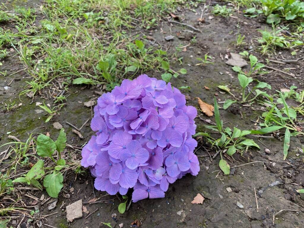 紫陽花 part1の写真