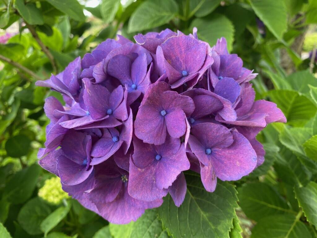 紫陽花 part2の写真