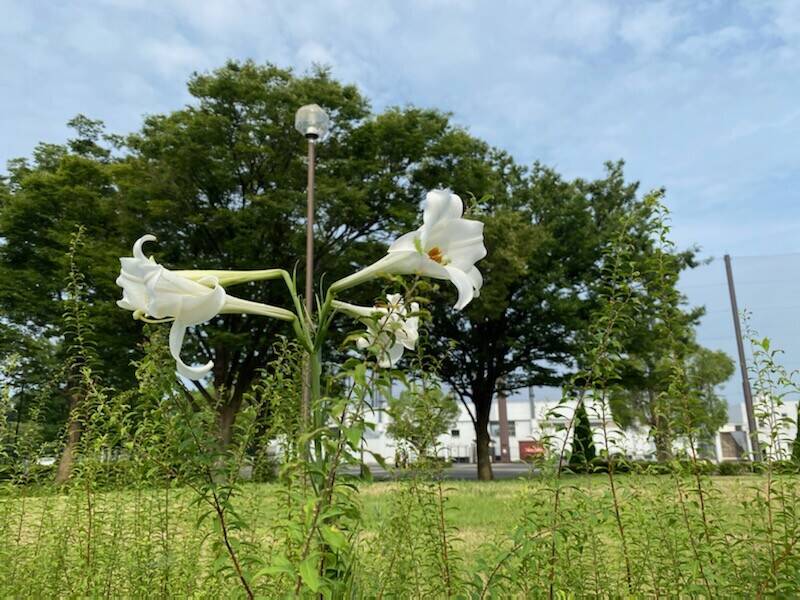 白い花で涼をお届けいたしますの写真