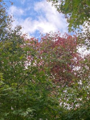 そろそろ紅葉狩り？！