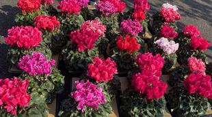 レストハウスにシクラメンの花が...