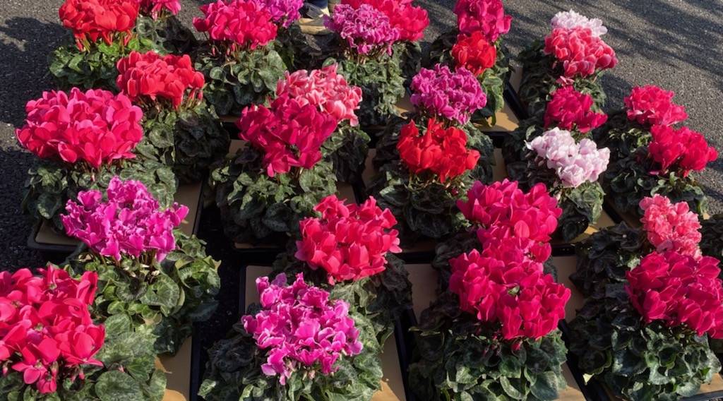 レストハウスにシクラメンの花が...の写真