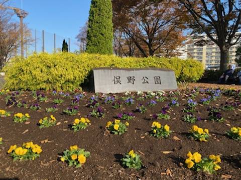 よく咲くスミレ花壇の写真