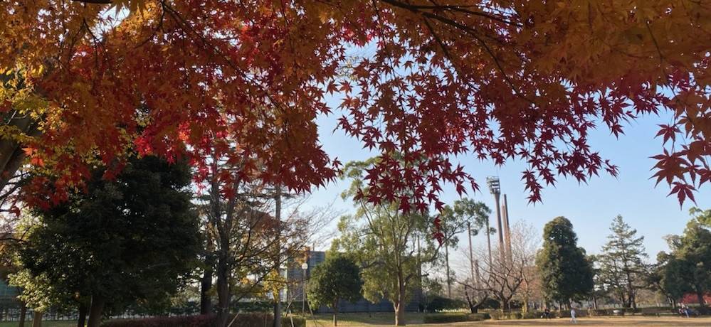 まだまだ紅葉がきれいですの写真