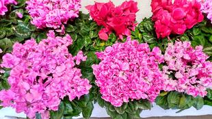 令和２年度　俣野公園だより第４号