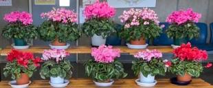 花台で引立ってます