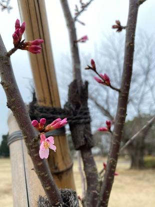 俣野公園の桜情報 １