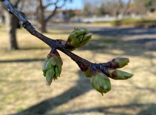 俣野公園の桜情報　２
