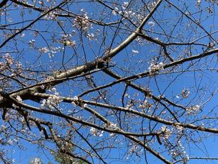 俣野公園の桜情報　4