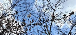 俣野公園の桜情報　３