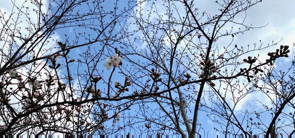 俣野公園の桜情報 3の写真
