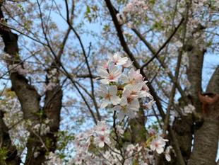 俣野公園の桜情報 ６