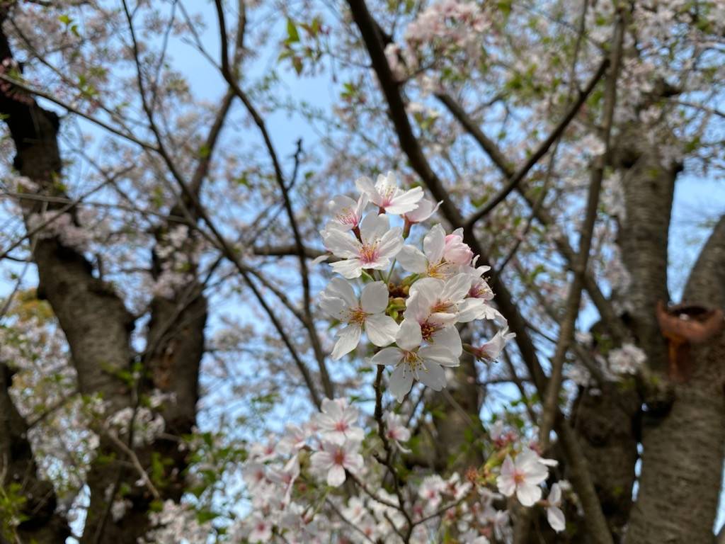 俣野公園の桜情報 6の写真