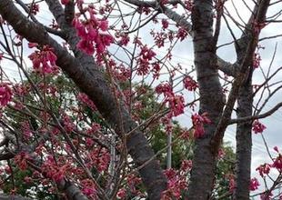 ３月が始まりました