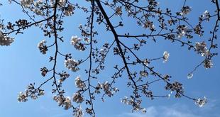 俣野公園の桜情報 ５