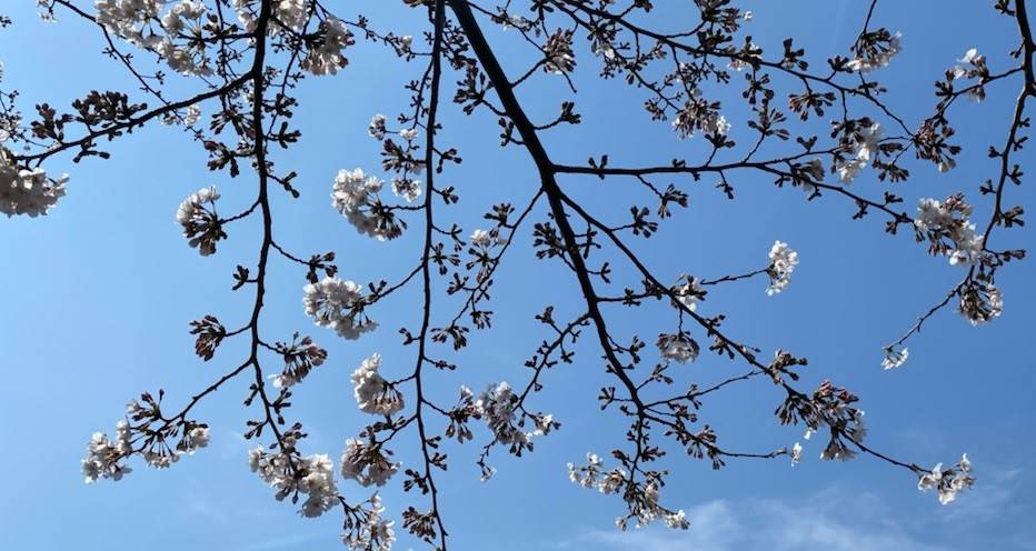 俣野公園の桜情報 ５の写真