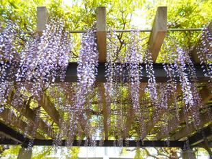 藤棚日記６（令和３年）