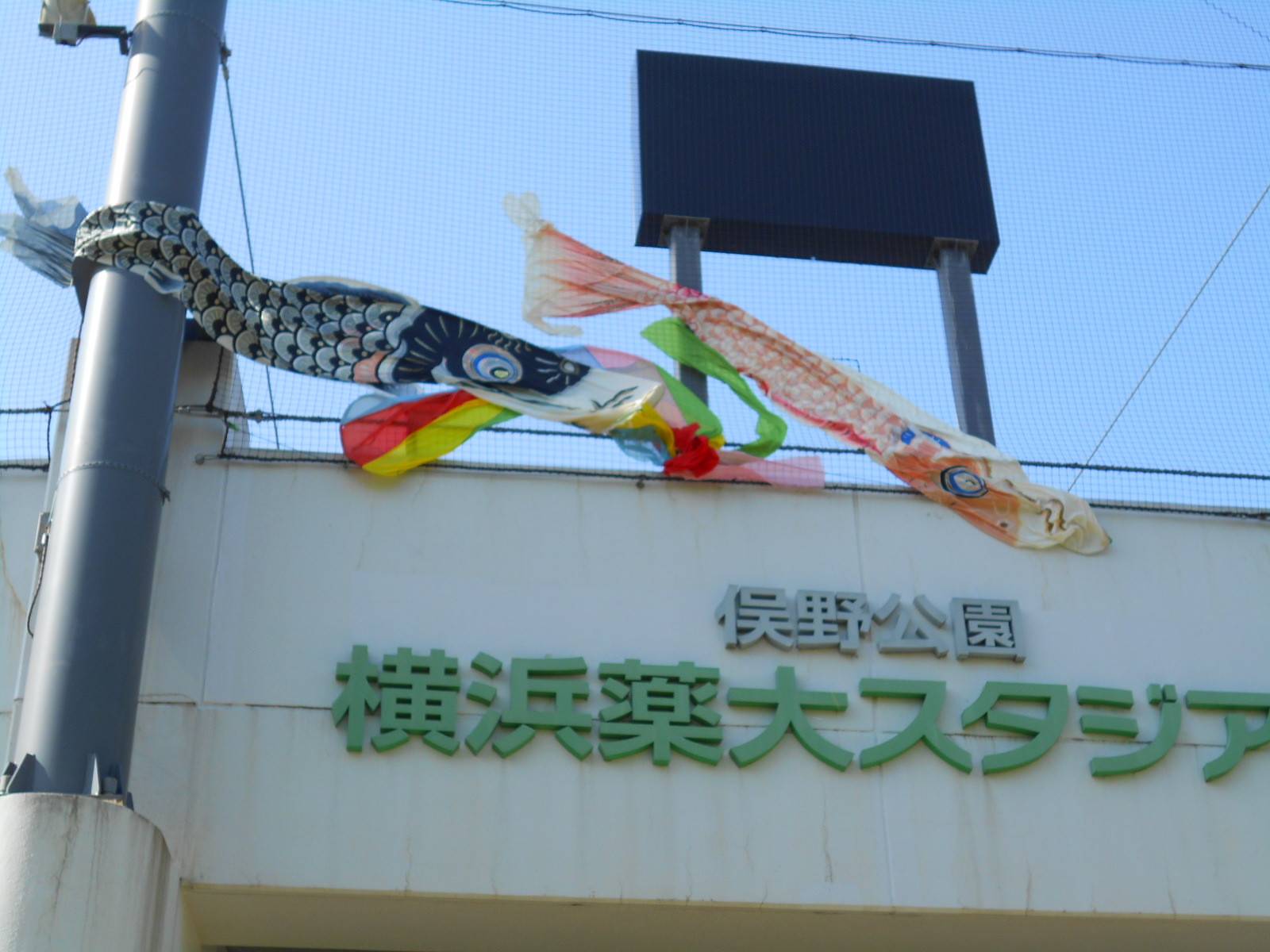 端午の節句の写真