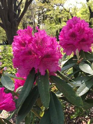 石楠花（シャクナゲ）が咲いています。