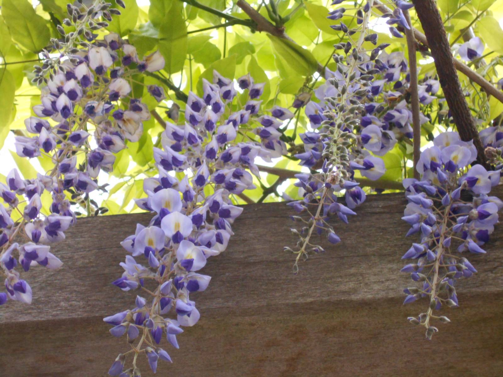 藤棚日記２（令和３年）の写真