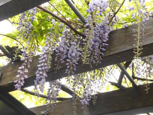 藤棚日記３（令和３年）