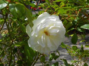 バラが咲いた（令和３年４月）