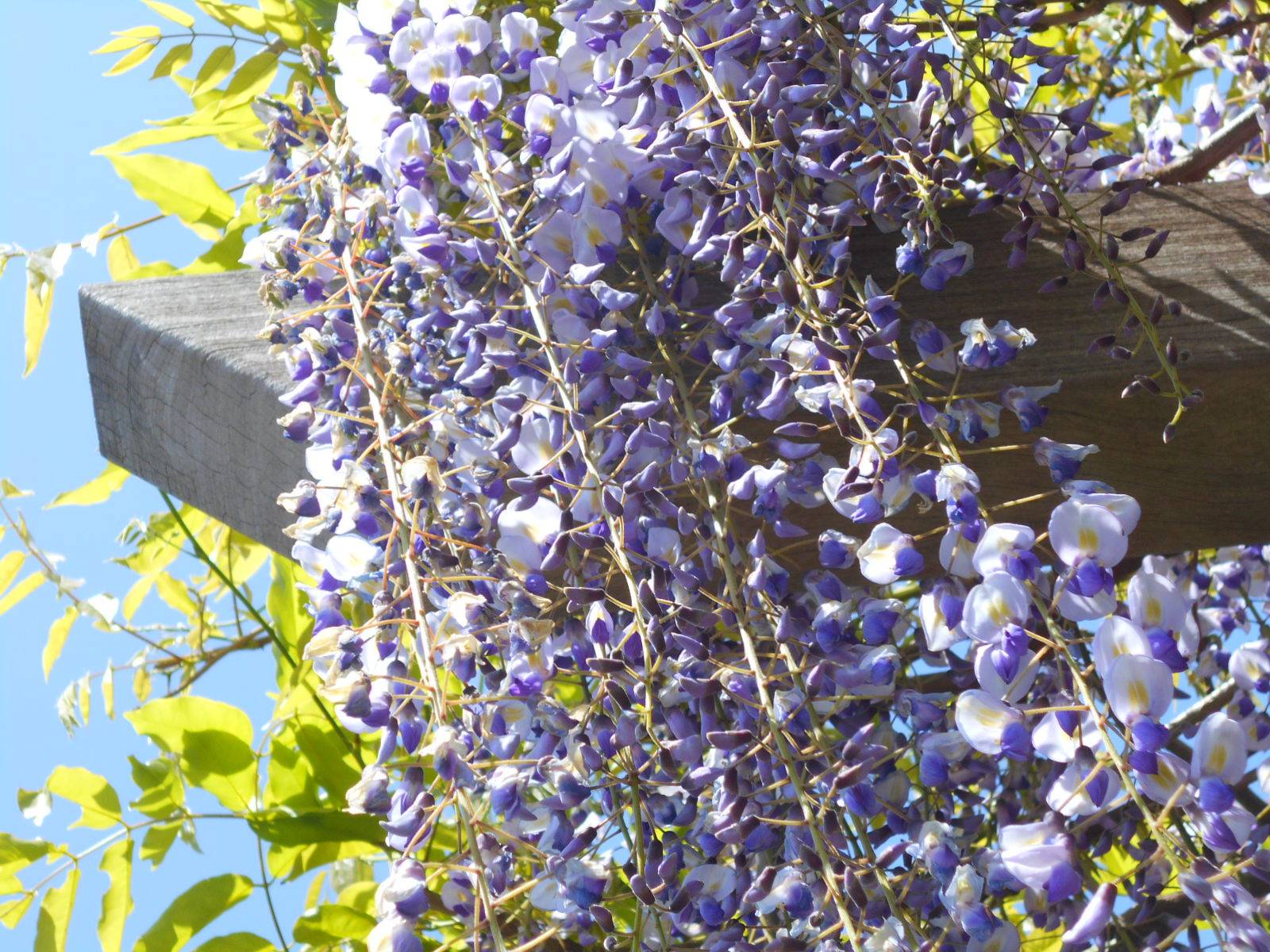 藤棚日記５（令和３年）の写真